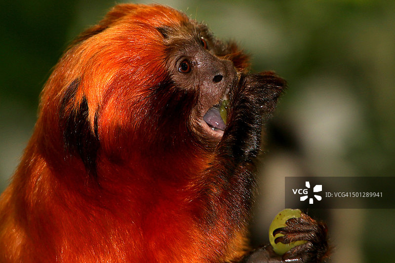 金色狨猴肖像图片素材