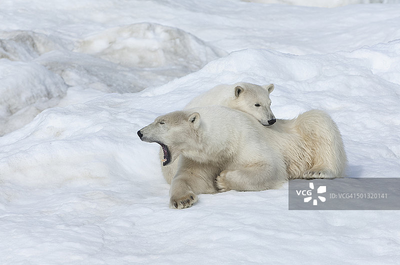 北极熊图片素材