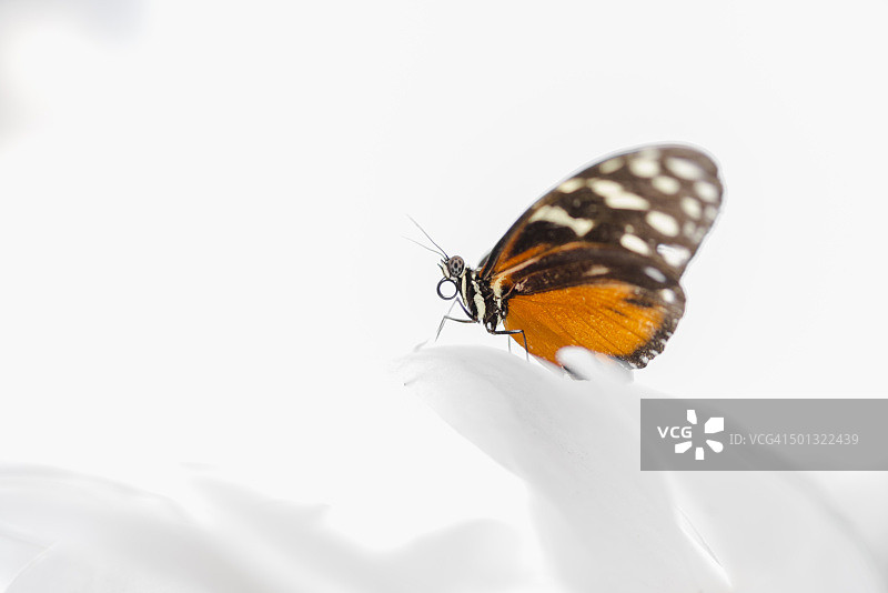 白色背景上的蝴蝶图片素材