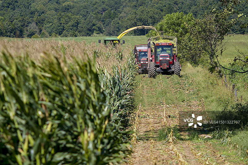 收割青贮饲料图片素材