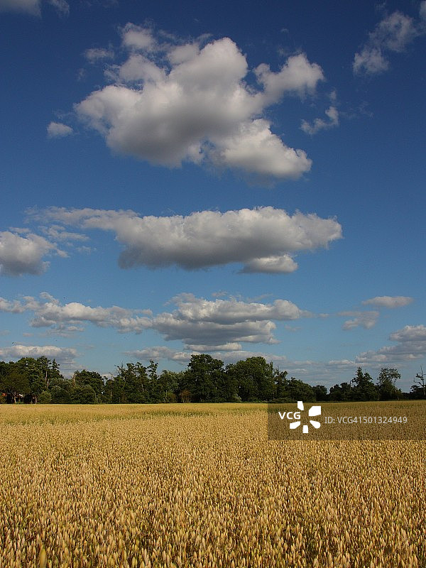 蓝天下的玉米地图片素材