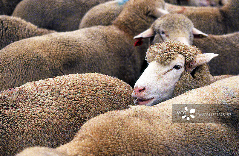 一群羊图片素材