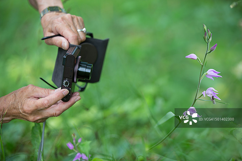 女人拍摄红色头花兰图片素材