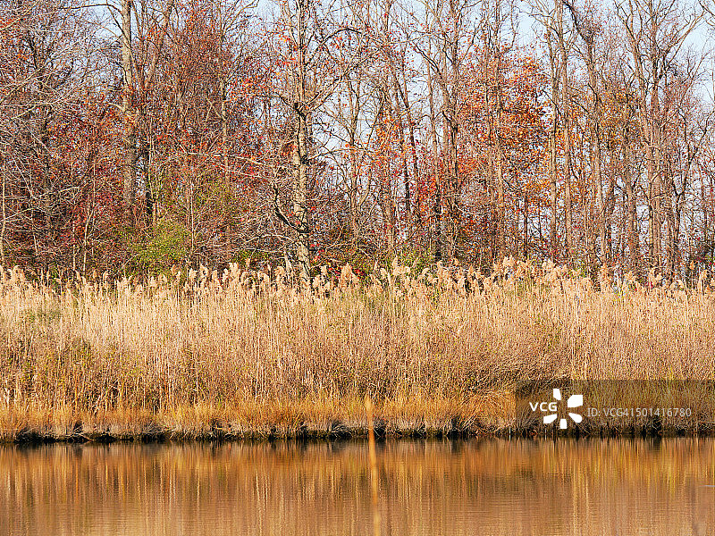 熊沼泽小径-孟买钩图片素材