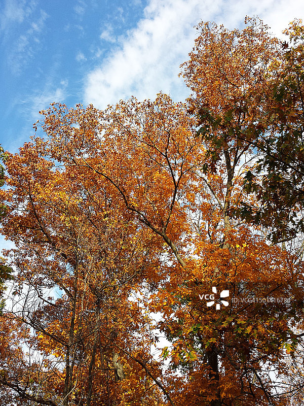 橘子树与蓝天图片素材