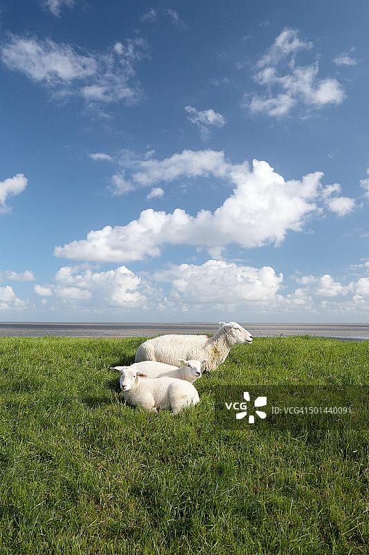 绵羊与羔羊图片素材