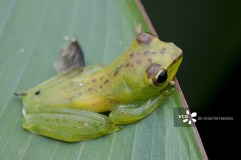绿叶上的马来亚飞蛙全身俯视镜头图片素材