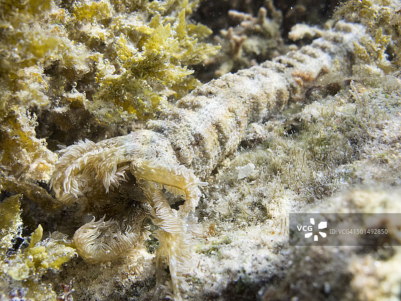 羽毛海参图片素材