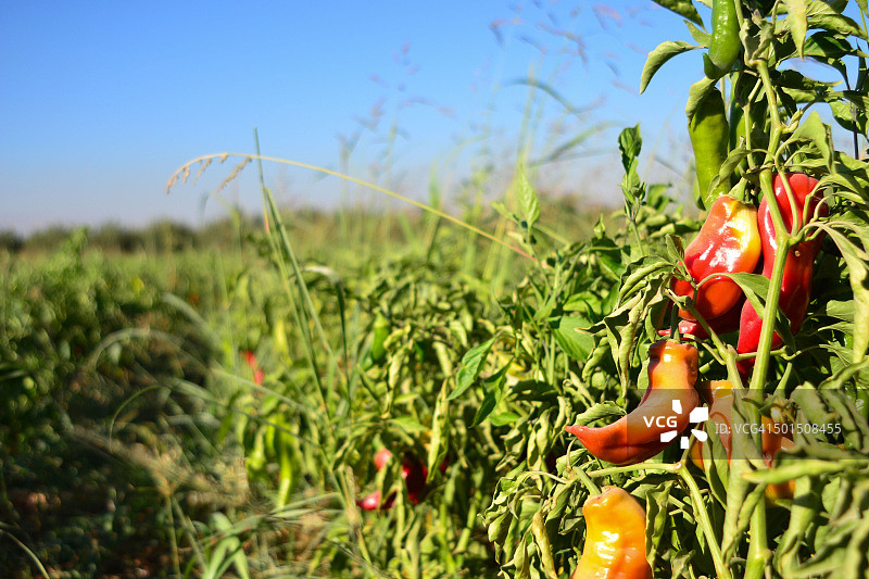 黎巴嫩辣椒图片素材
