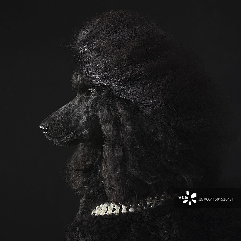 戴珍珠项链的黑色巨型贵宾犬图片素材