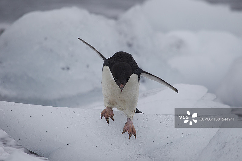 准备跳跃的阿德利企鹅图片素材