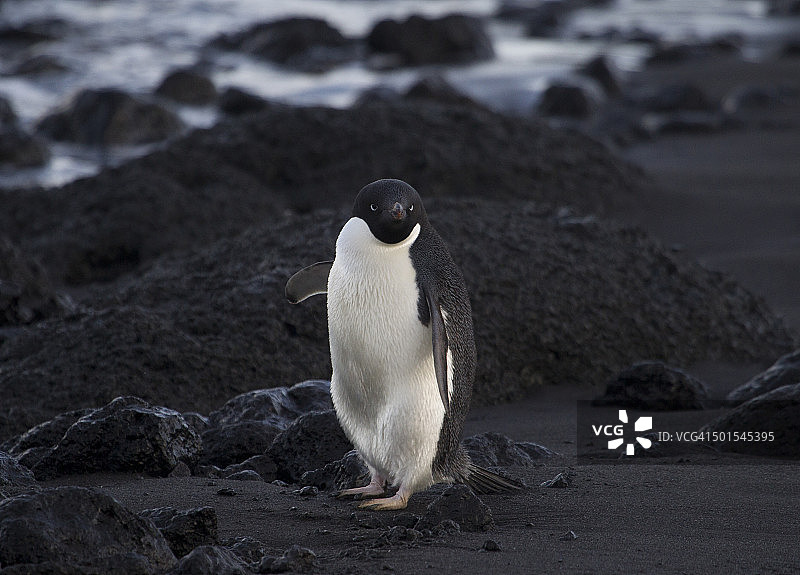 阿德利企鹅指路图片素材