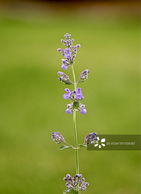 薰衣草图片素材