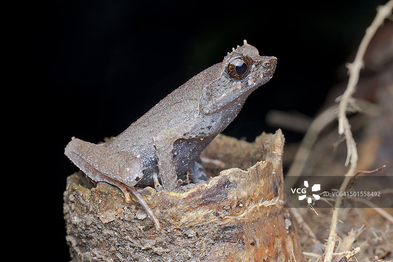 马来西亚足蟾的微距侧面照图片素材