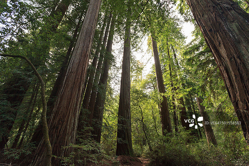 加利福尼亚红杉树林图片素材