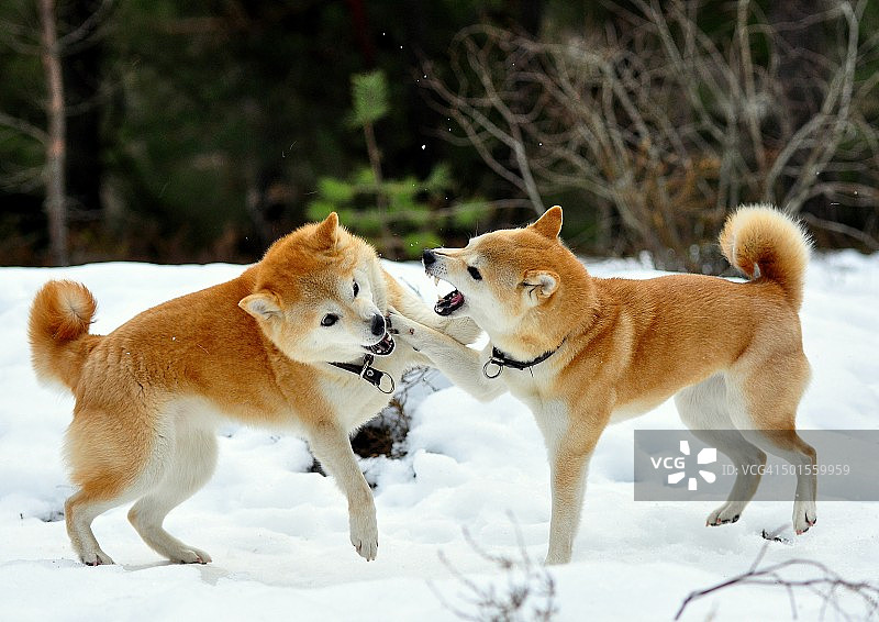 在雪地里玩耍的柴犬图片素材