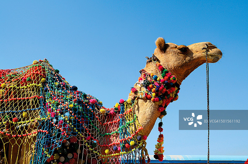印度拉贾斯坦邦普什卡节的装饰骆驼图片素材