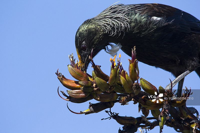 蜜雀觅食特写图片素材