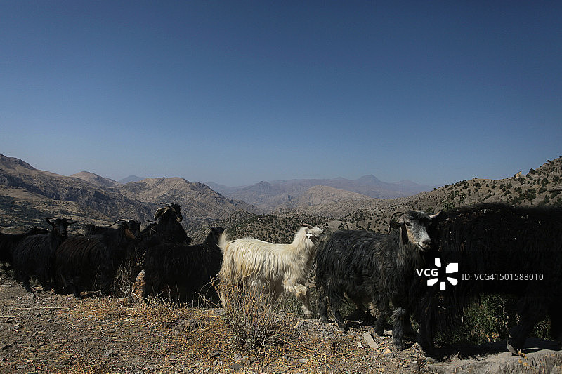 伊拉克北部坎迪尔山脉中的牧羊活动图片素材