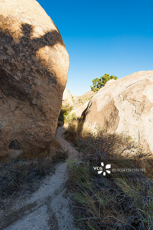 约书亚树国家公园的光影图片素材
