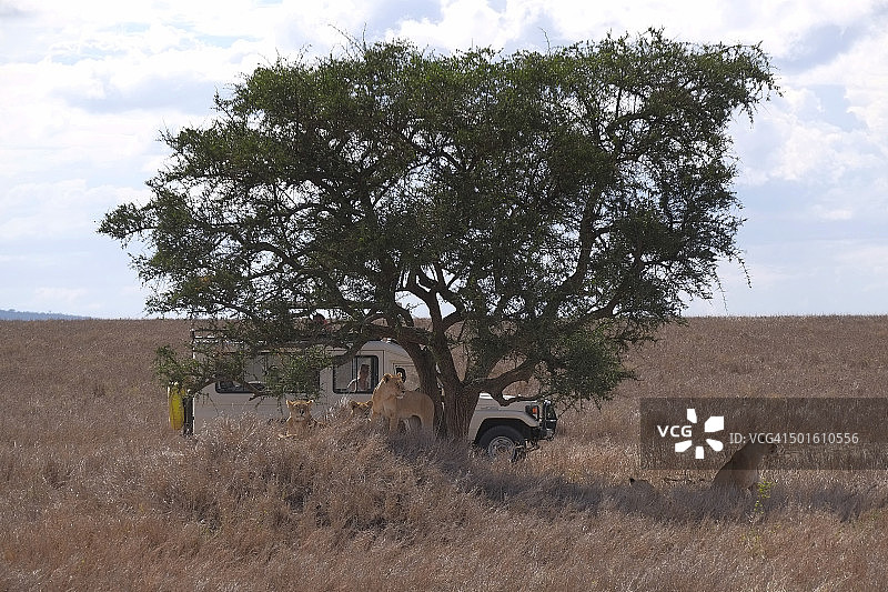在坦桑尼亚非洲联合国教科文组织世界遗产塞伦盖蒂国家公园的Safari吉普车和狮群图片素材