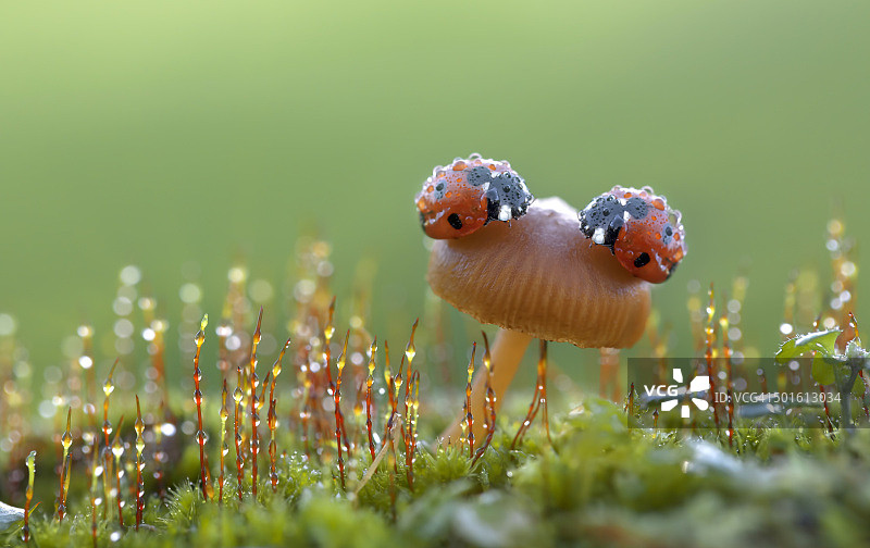 两只瓢虫在蘑菇上图片素材