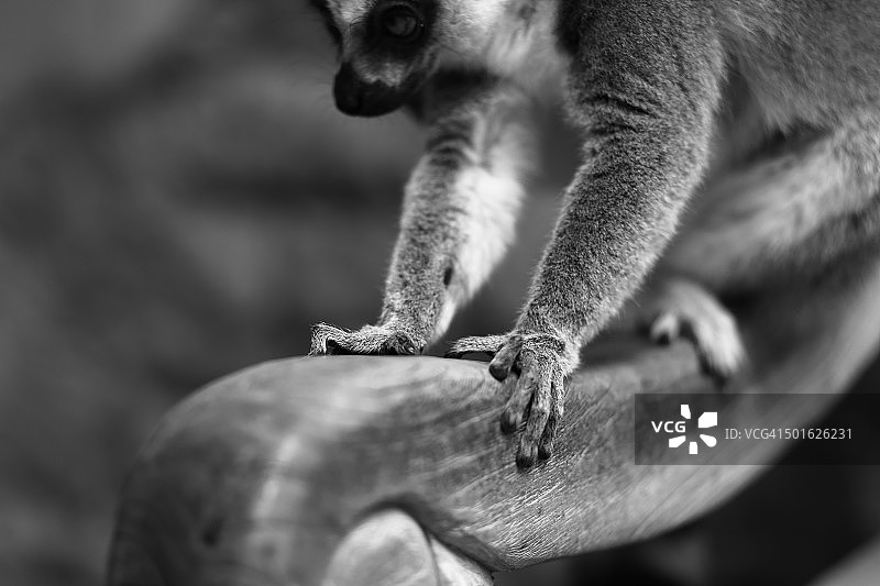 环尾狐猴的手图片素材