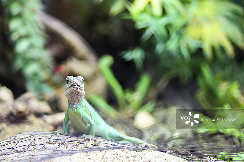 哈根贝克动物园的蜥蜴图片素材