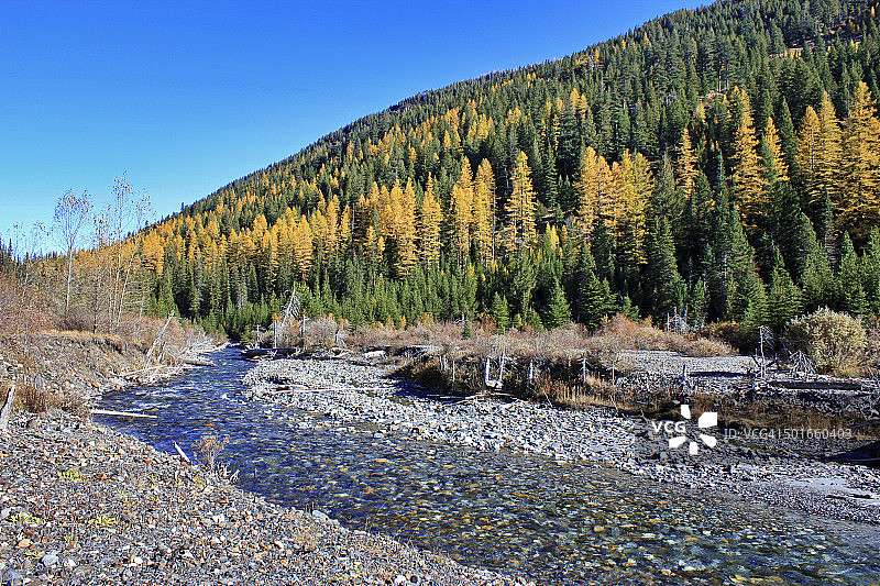 金色落叶松-鹰帽荒野-俄勒冈州图片素材
