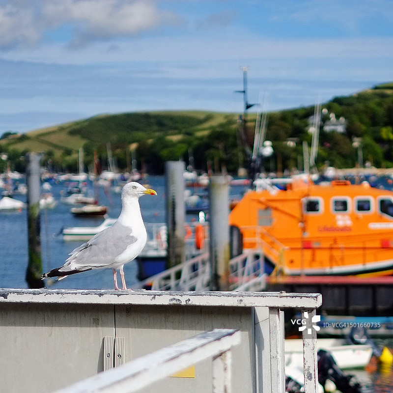 德文郡索尔科姆图片素材