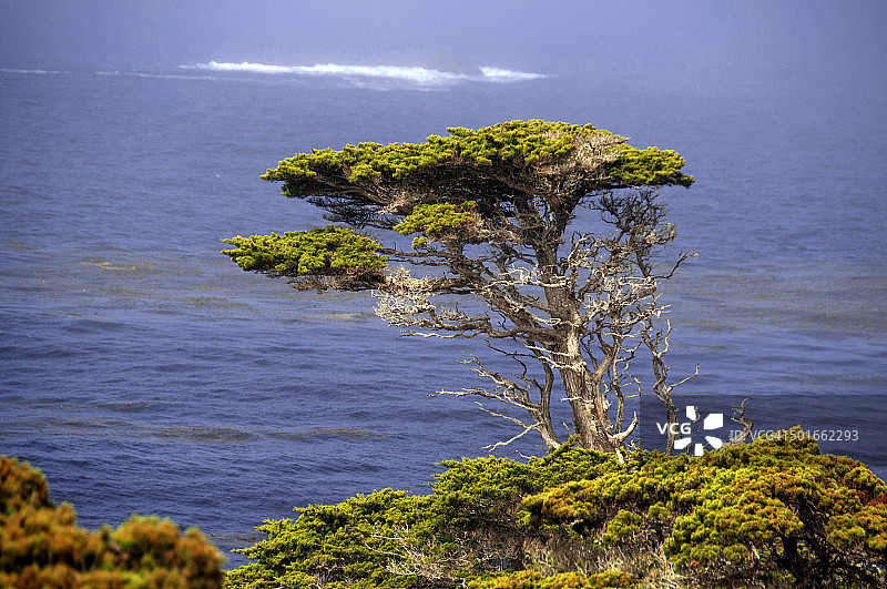 蒙特雷柏树图片素材