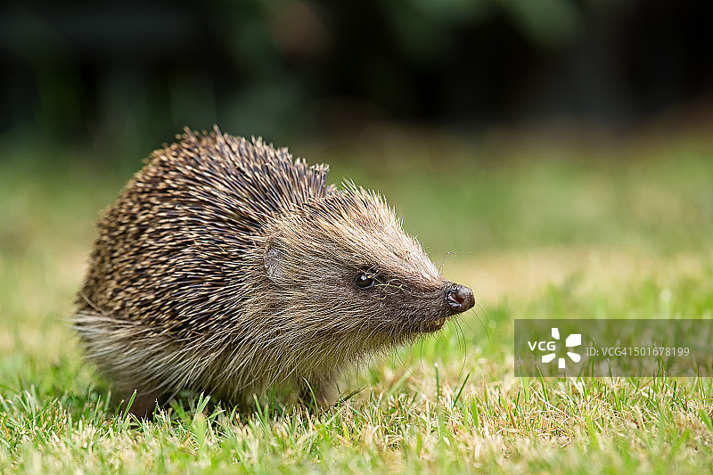 花园访客图片素材