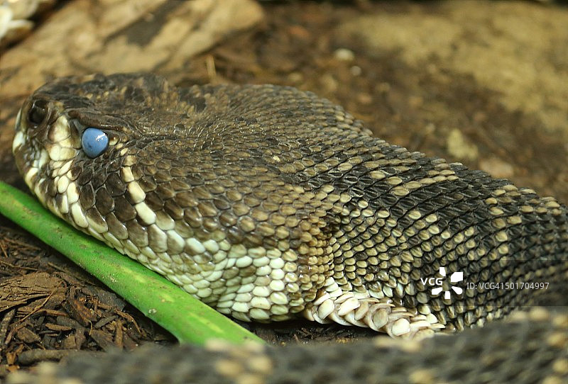 西部菱斑响尾蛇特写图片素材