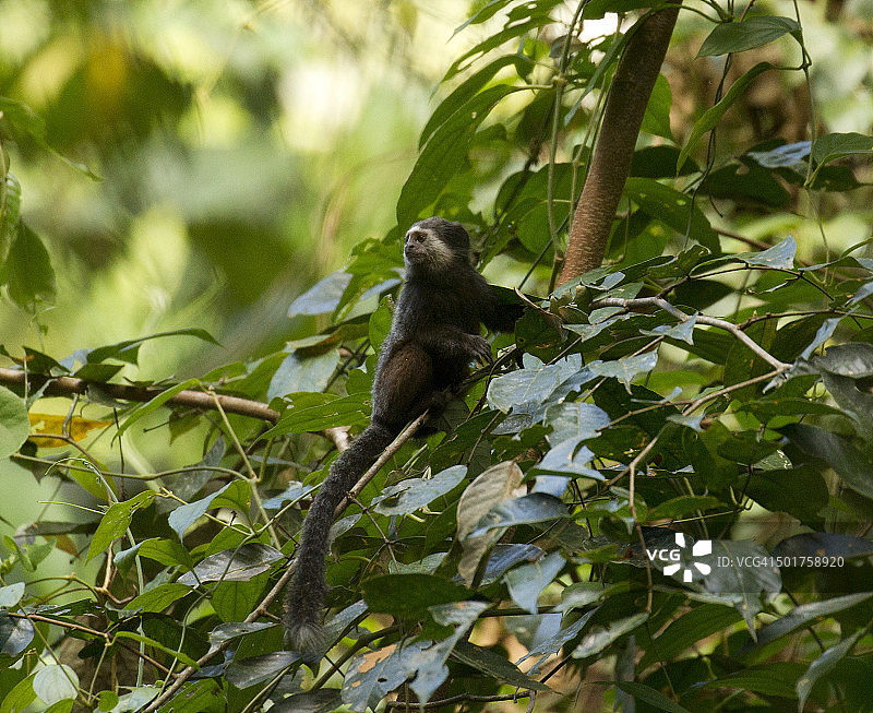 威德氏狨猴图片素材