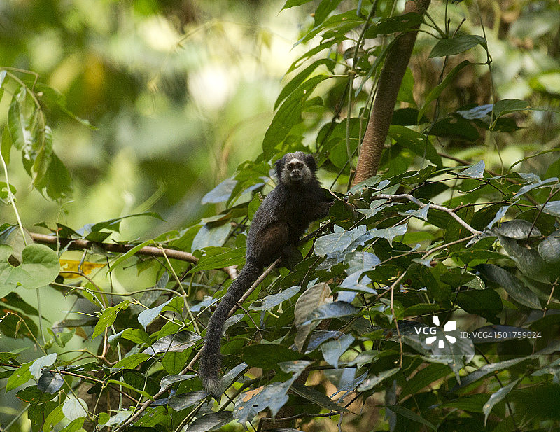 威德氏狨猴图片素材