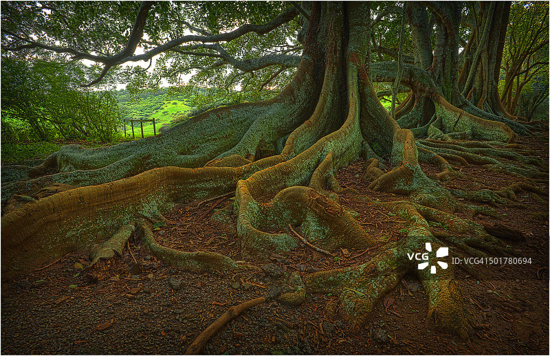 诺福克岛新农场路上的莫顿湾榕树图片素材
