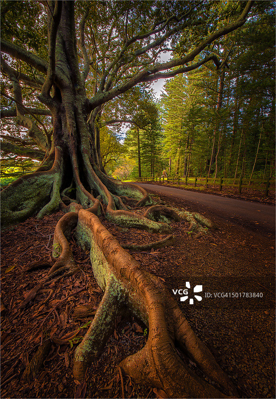 诺福克岛新农场路上的莫顿湾榕树图片素材