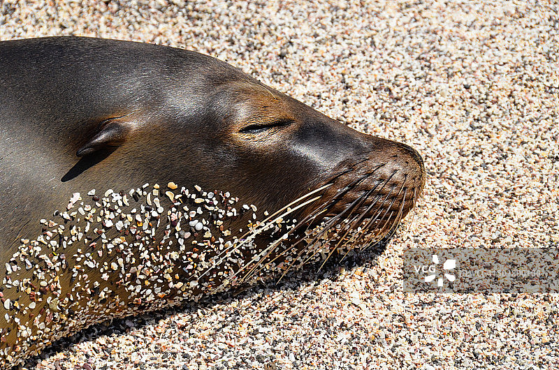 厄瓜多尔加拉帕戈斯群岛海滩上睡觉的海狮图片素材