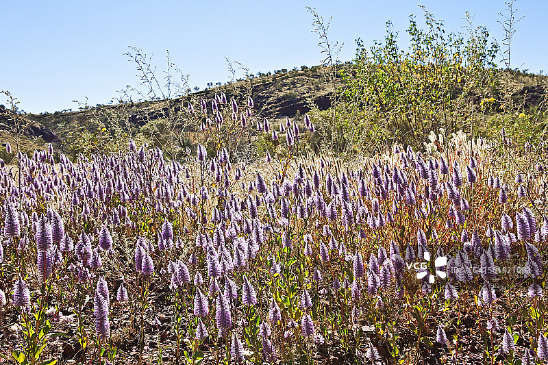 穆拉穆拉野花，皮尔巴拉，澳大利亚图片素材