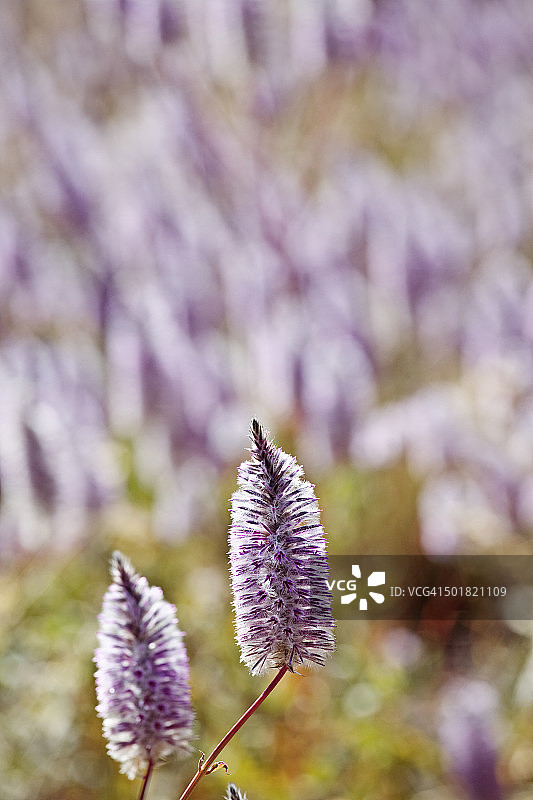 穆拉穆拉野花，皮尔巴拉，澳大利亚图片素材