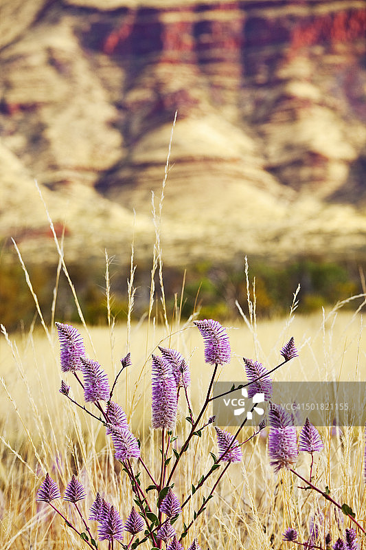 皮尔巴拉的Mulla mulla野花图片素材