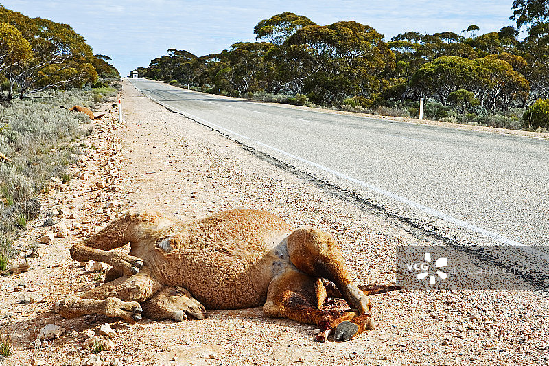 路杀：南澳大利亚的死亡骆驼图片素材