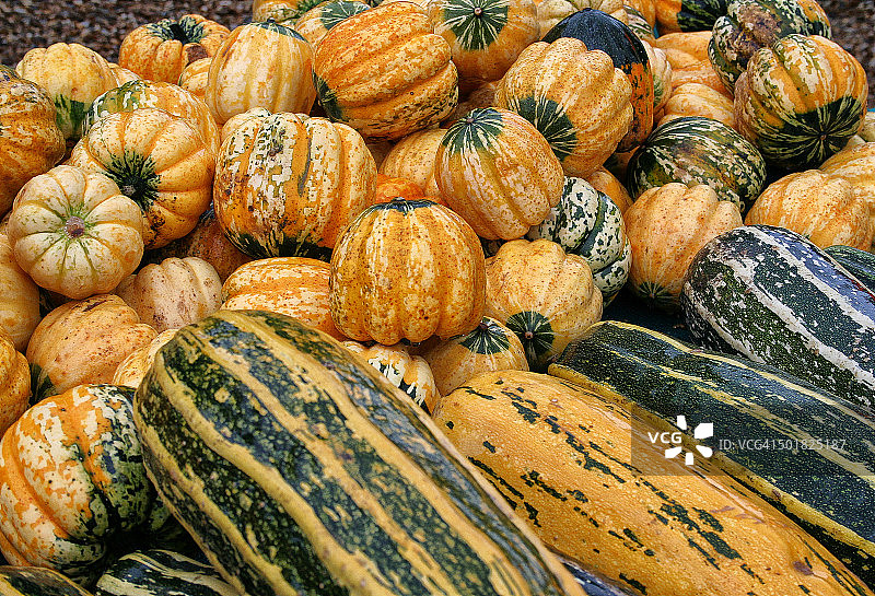 南瓜和蔬菜图片素材