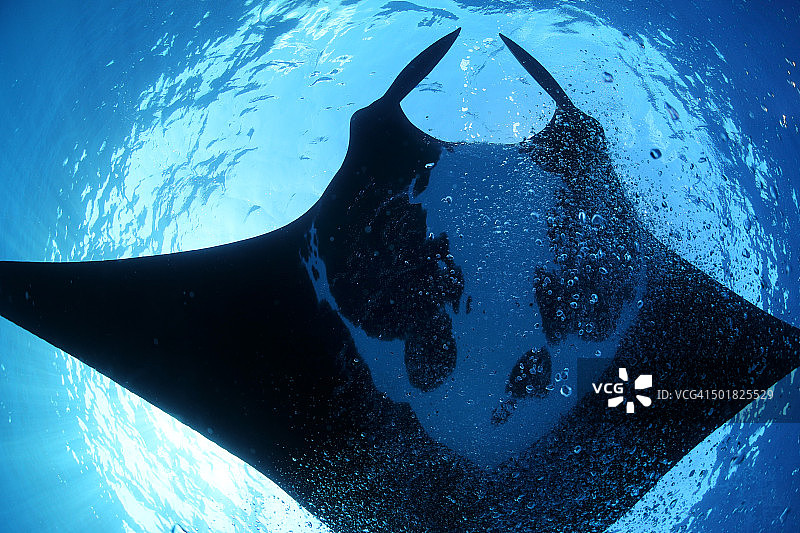 雷维利亚希赫多斯群岛的壮丽蝠鲼图片素材