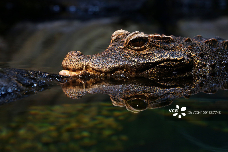侏儒鳄鱼头部倒影图片素材