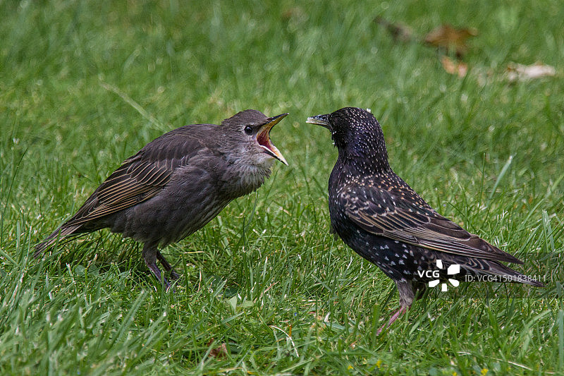 大口畅饮图片素材