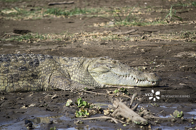 查莫湖上的鳄鱼捕猎图片素材