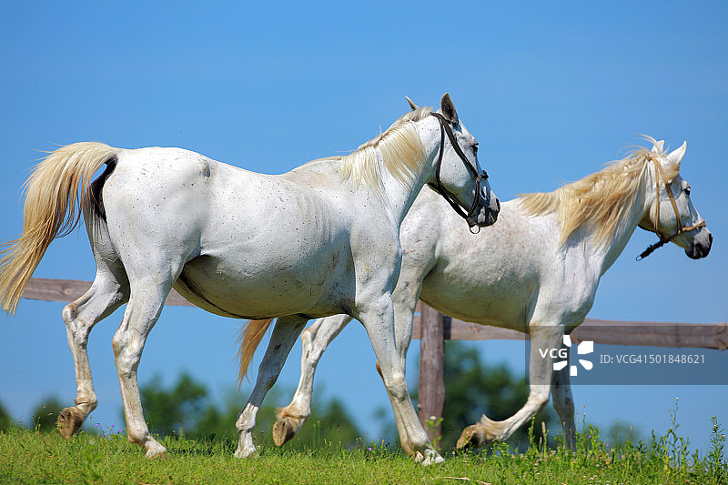 利皮扎马，德国，欧洲图片素材