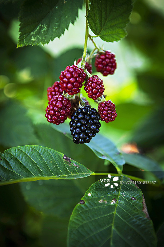 花园里的新鲜覆盆子（克罗地亚，斯洛文尼亚，欧洲）图片素材