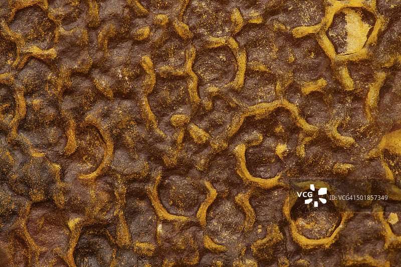 蜂窝（意大利蜜蜂），克罗地亚，欧洲图片素材